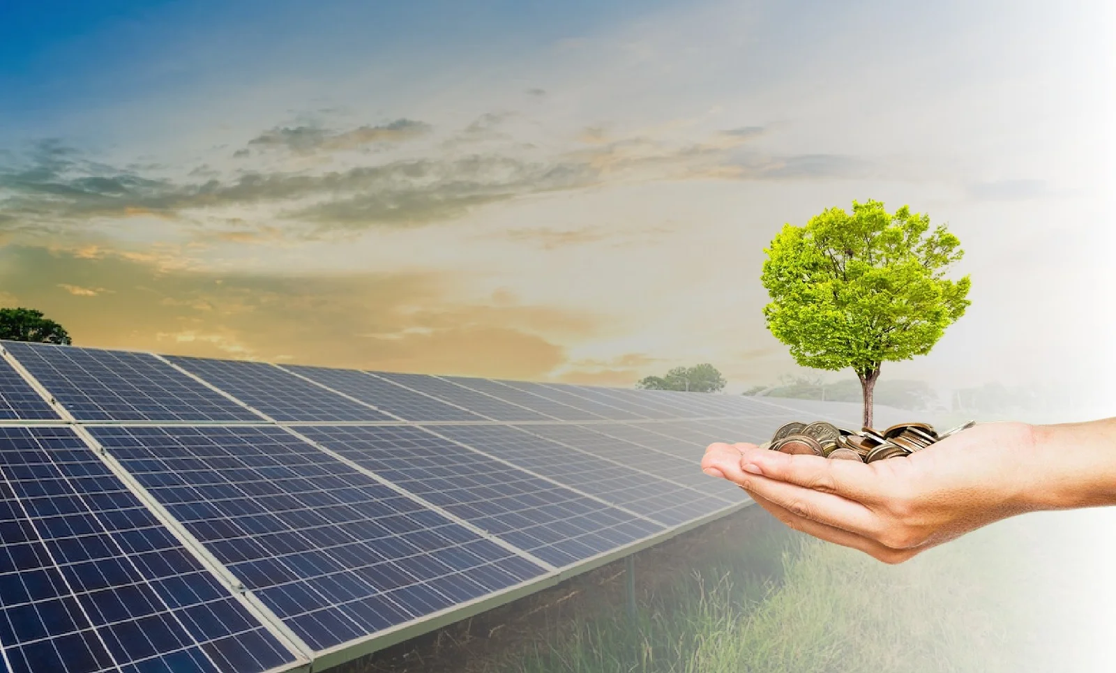 solar and money tree
